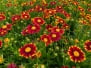 Fall Perennials 2026