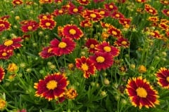 COREOPSIS UPTICK RED 1 GAL