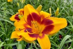 DAYLILY FOOLED ME 1 GAL