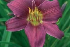DAYLILY PURPLE D'ORO 1 GAL
