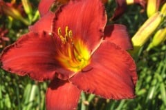 DAYLILY RUBY STELLA 1 GAL