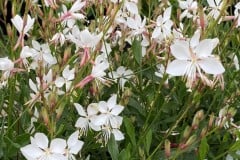 GAURA BALLERINA WHITE 1 GAL