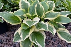 HOSTA SO SWEET 1 GAL