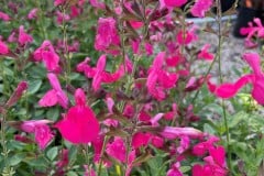SALVIA GREGGII MIRAGE HOT PINK 1 GAL