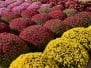 Fall Color 2026