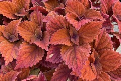 COLEUS INFERNO 1 GAL