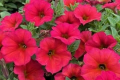 PETCHOA PREMIUM SUPERCAL RED MAPLE QT / 8CT FLAT