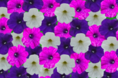 PETUNIA PRETTY FLORA YC PLUM MIX 4"