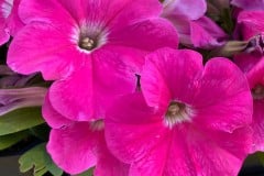 PETUNIA PRETTY FLORA ROSE 4"