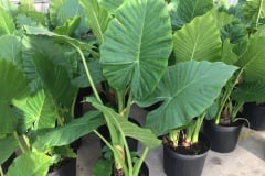 ALOCASIA CALIDORA 3 GAL