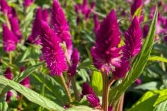 CELOSIA INTENZ DARK PURPLE 1 GAL