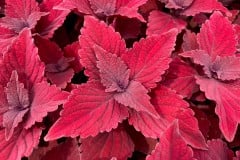 COLEUS BEALE STREET 1 GAL