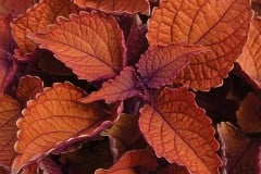 COLEUS WALL STREET 1 GAL