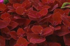 COLEUS RUBY SLIPPER 1 GAL