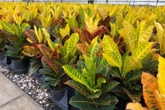 CROTON PETRA 1 GAL & 10"