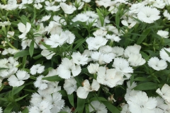 DIANTHUS IDEAL SELECT WHITE 4"