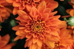 MUM MID SEASON ORANGE ZEST 14" DECO POT