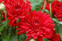 MUM MID SEASON RADIANT RED 14" DECO POT