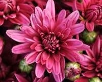 MUM MID SEASON STELLAR PURPLE 14" DECO