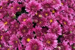 MUM MID SEASON STELLAR PURPLE 14" DECO POT