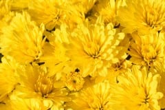 MUM MID SEASON ZINGER 14" DECO POT