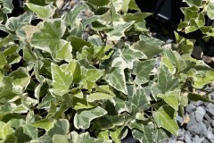 HEDERA-HELIX-WHITE-WONDER-NURSERY