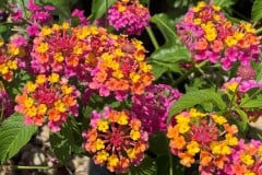 LANTANA PASSION FRUIT 1 GAL