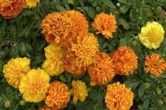 MARIGOLD HOT PAK MIX 4"