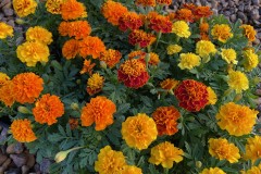 MARIGOLD HOT PAK MIX 4"