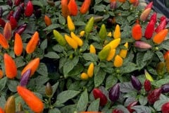 PEPPER ACAPULCO XP MIX QT / 8CT FLAT
