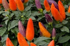 PEPPER ACAPULCO XP ORANGE QT / 8CT FLAT