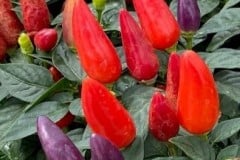 PEPPER ACAPULCO XP RED QT / 8CT FLAT