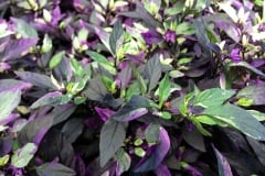 PEPPER PURPLE FLASH QT / 8CT FLAT