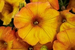 PETCHOA PREMIUM SUPERCAL SUNSET ORANGE QT / 8CT FLAT