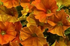 PETCHOA PREMIUM SUPERCAL SUNSET ORANGE QT / 8CT FLAT