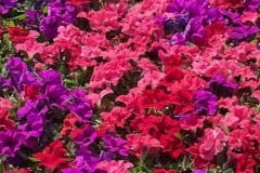 PETUNIA PRETTY GRAND MIX - YC SUNSET MIX 4"