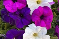 PETUNIA PRETTY GRAND MIX - YC PLUM MIX 4"
