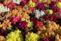 SNAPDRAGON SNAPTINI MIX  - DWARF 4"