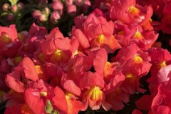 SNAPDRAGON SNAPTINI SUNGLOW - DWARF  4"