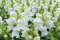 SNAPDRAGON SNAPTINI WHITE - DWARF 4"