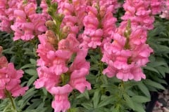 SNAPDRAGON SPEEDY SONNET PINK QT / 8 CT FLAT