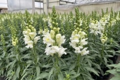 SNAPDRAGON SPEEDY SONNET WHITE QT / 8 CT FLAT