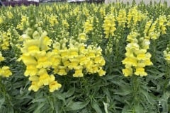 SNAPDRAGON SPEEDY SONNET YELLOW QT / 8 CT FLAT