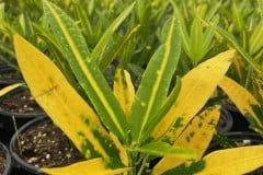 CROTON SUNNY STAR 1 GAL - TRIAL LIMITED QTY