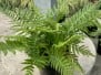 Ferns 