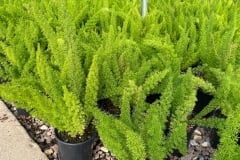 FOXTAIL FERN QT, 1 GAL, 12" HB