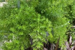 ASPARAGUS FERN QT, 1 GAL, 12" HB