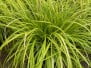 Ornamental Grasses 