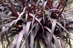 PENNISETUM REGAL PRINCESS 3 GAL