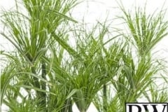 CYPERUS PRINCE TUT PROVEN WINNER 1 GAL